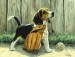 Beagle-pup-with-fence.jpg